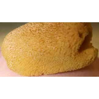 Natural Sea Sponge - Fine - Bountiful Baby (DP Creations LLC)